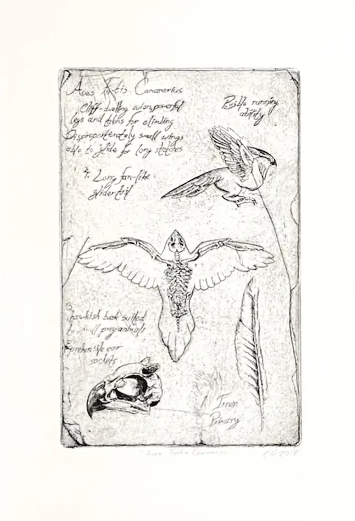 “Aves Fortis Camararius”, Intaglio print, 8 x 6 inches