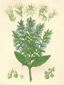 botanical lithograph