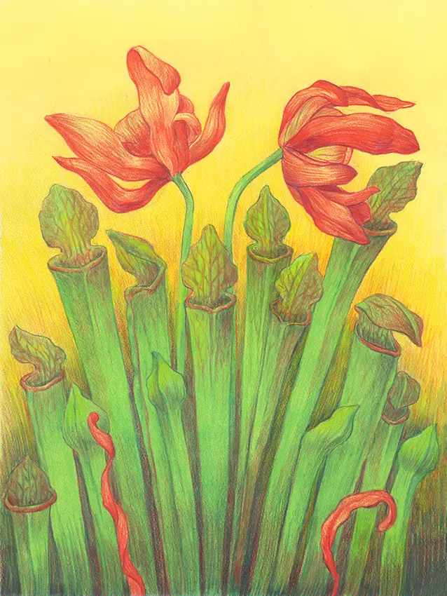 Artistic drawing of two red flowers alongside other flowers that have growing flower buds. 